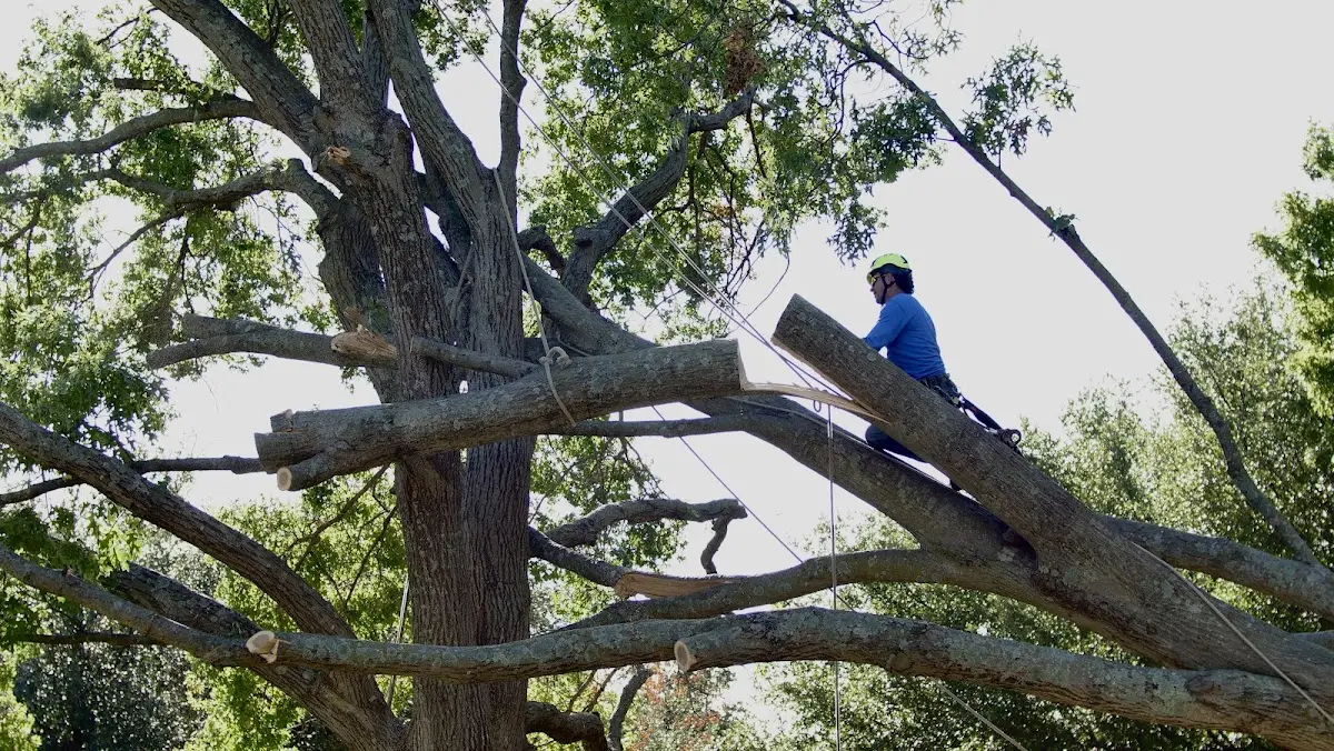 Professional Crown Thinning performed by certified arborists in Manchester